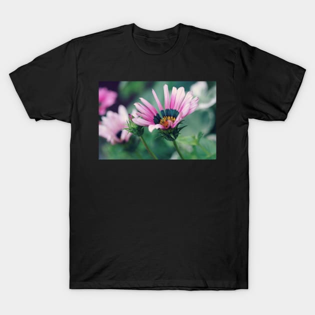 Gazania and Bud T-Shirt by gracethescene